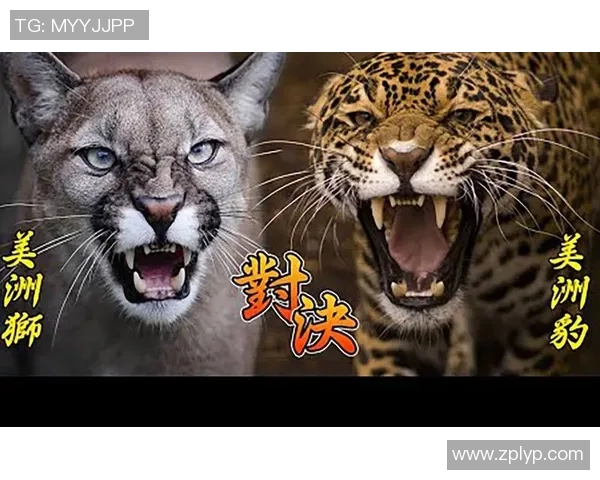 来昂与美洲狮的实力对决谁将赢得这场动物王国的巅峰之战